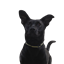 Tito logo