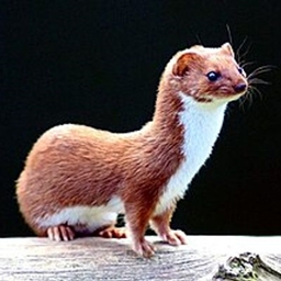 Better Than Weasels logo