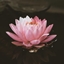 Lilly of the Vale logo