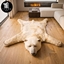 Polar bear rug logo