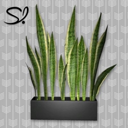 Solatium Snake Plant logo