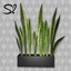 Solatium Snake Plant logo