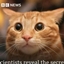 Totem cat logo