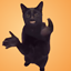 cat clapping logo