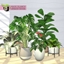 Haze Plants logo