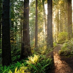 A natural world project image