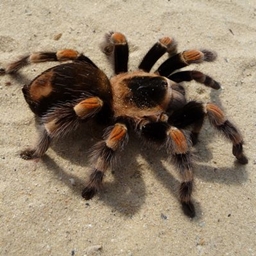 Australia & Arachnophobia 