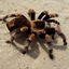 Australia & Arachnophobia  logo