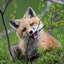 Furry Language logo