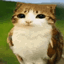 meowls pvp overlay logo