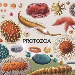 ProtozoaPark logo