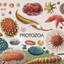 ProtozoaPark logo