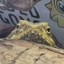Birbs Universe logo