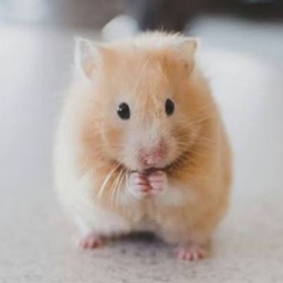 Horse reskin to hamster project image