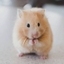 Horse reskin to hamster logo
