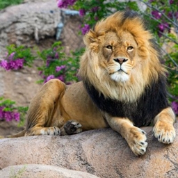 ZooCraft Uncaged (Zoo)