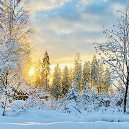 Wreathed in the Winter (Winter) project image