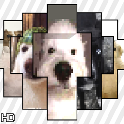 HD Viral random dogs memes appearances project image