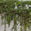Plants 1 logo