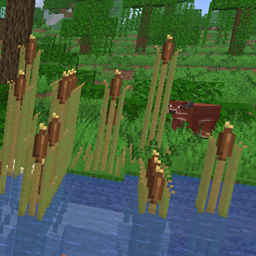 Cattails