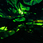 Shader 2032 logo