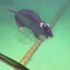 RatNetworking logo