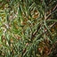Rosemary logo