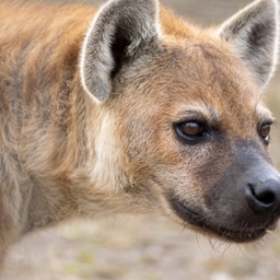HyenaCros Pack