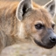 HyenaCros Pack logo