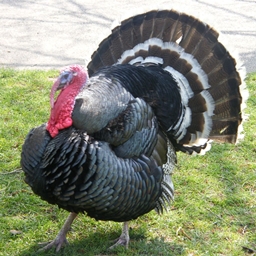 TurkeyCraft logo