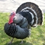 TurkeyCraft logo