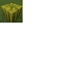 Melon Fields logo