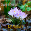 Sweetness Of Nature logo