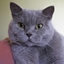 SlashedKit logo