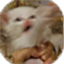 ParadoxylisCraft logo