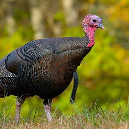 TurkeyBot Pack