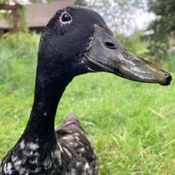 Duckgang Pack logo