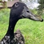 Duckgang Pack logo
