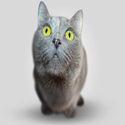 Two cats One pond logo