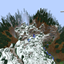 Even More Extra Biomes logo