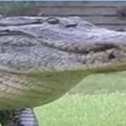 HUGE ALLIGATOR project image