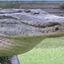 HUGE ALLIGATOR logo