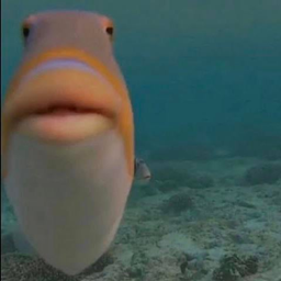 Bro it a fish logo