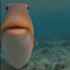 Bro it a fish logo