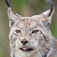 Meowcat logo