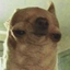 Dinosaur Modpack logo