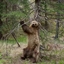 Little Bear Craft logo