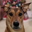 Magic Dingos logo