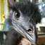 BIG EMU ENERGY logo