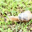 NeaLw64's Snail Mod logo